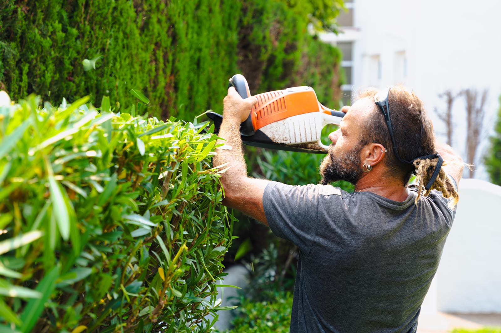 Orezivanje živice elektičnim škarama